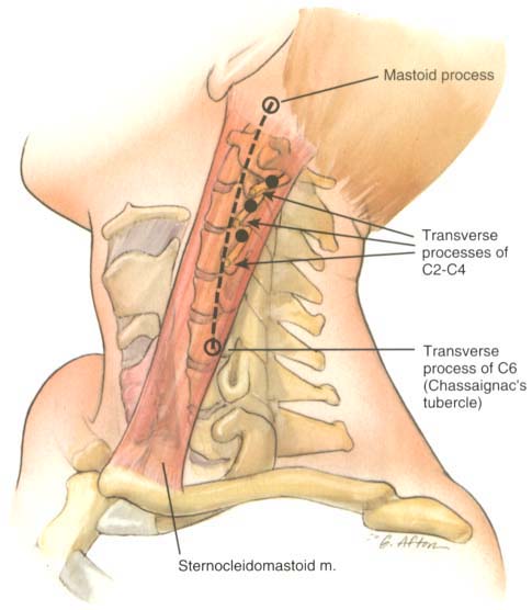 adrenergic neurons their organization